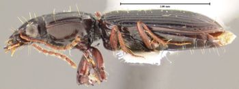 Media type: image;   Entomology 31979 Aspect: habitus lateral view